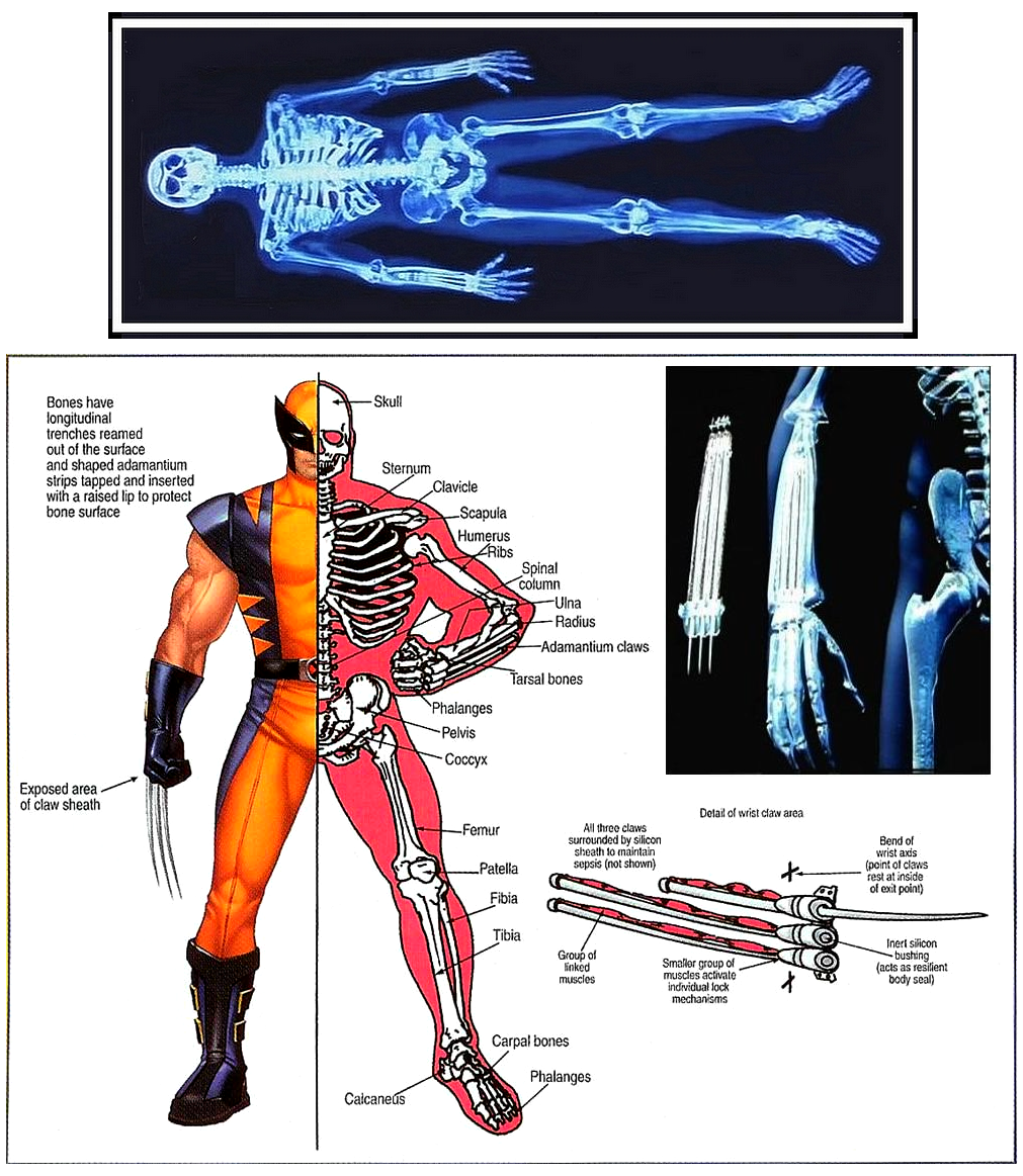 Wolverines Adamantium Skeleton